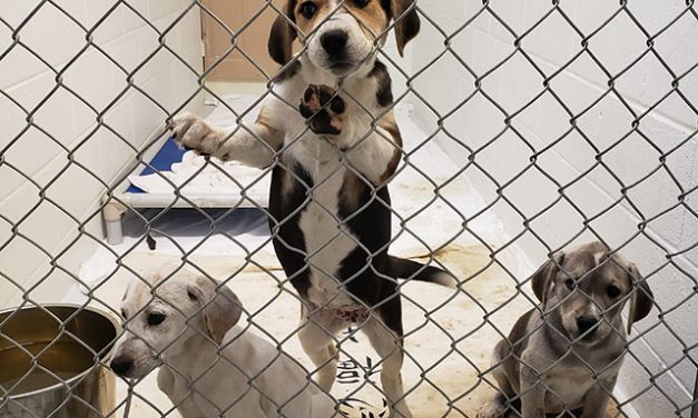 BC SPCA helps record number of animals