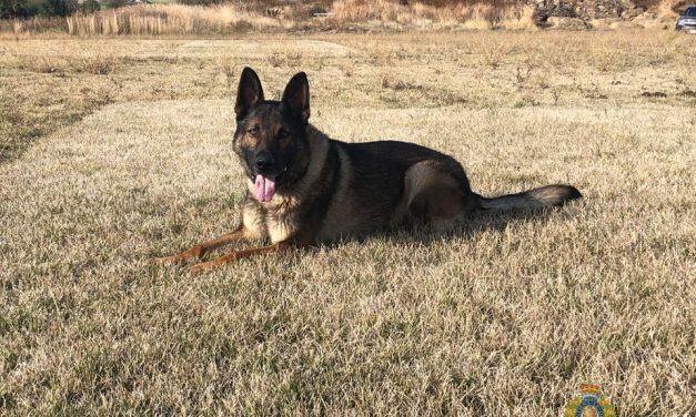 Kelowna RCMP mourn loss of K-9 companion