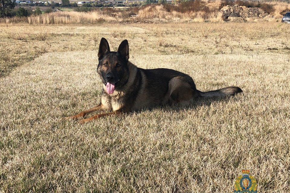 Kelowna RCMP mourn loss of K-9 companion