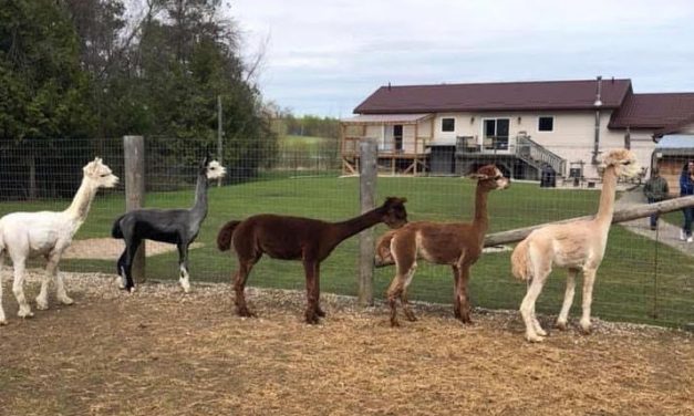 Alpaca artisans bring their craft to Oliver