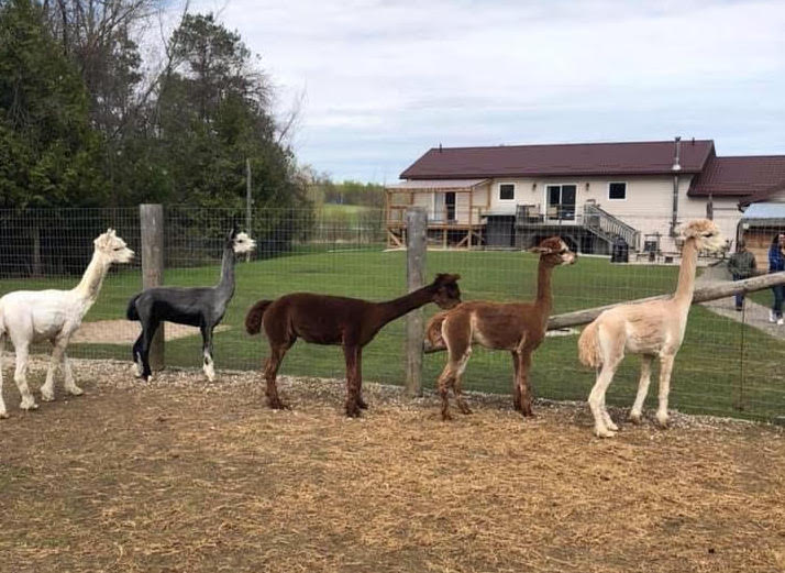 Alpaca artisans bring their craft to Oliver