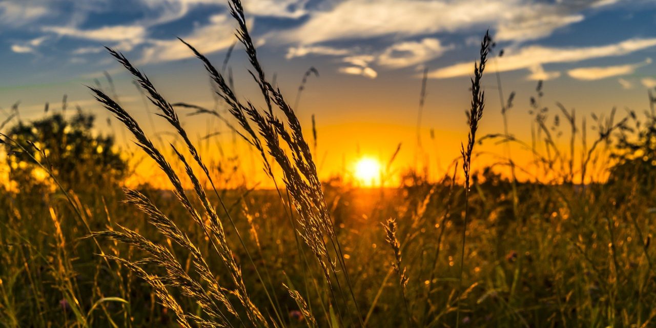 South Okanagan farmers to protest in solidarity with farmers in India