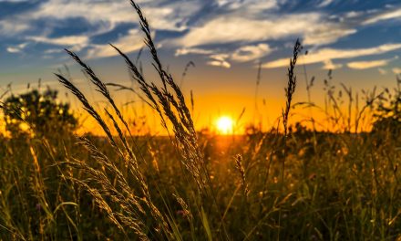 South Okanagan farmers to protest in solidarity with farmers in India
