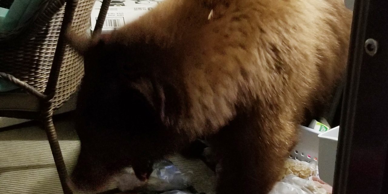 Sweet tooth bear strikes again