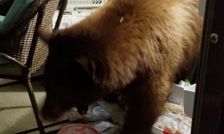 Sweet tooth bear strikes again