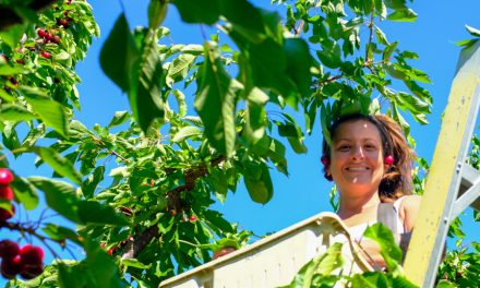 Cherry season starts on a positive note
