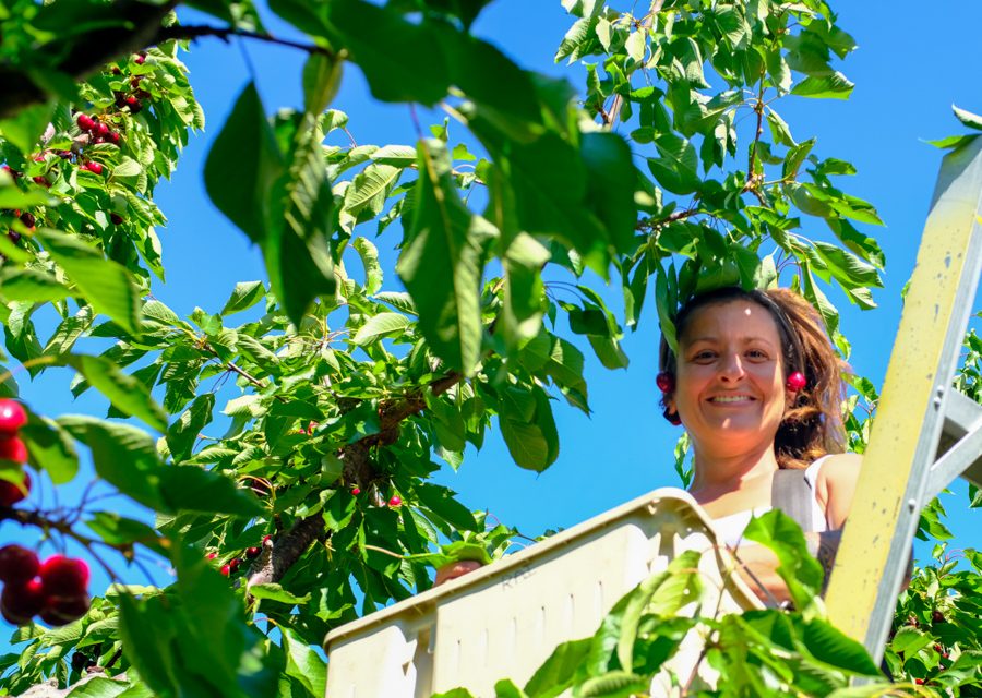 Cherry season starts on a positive note