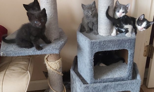 Oliver welcomes new cat rescue team