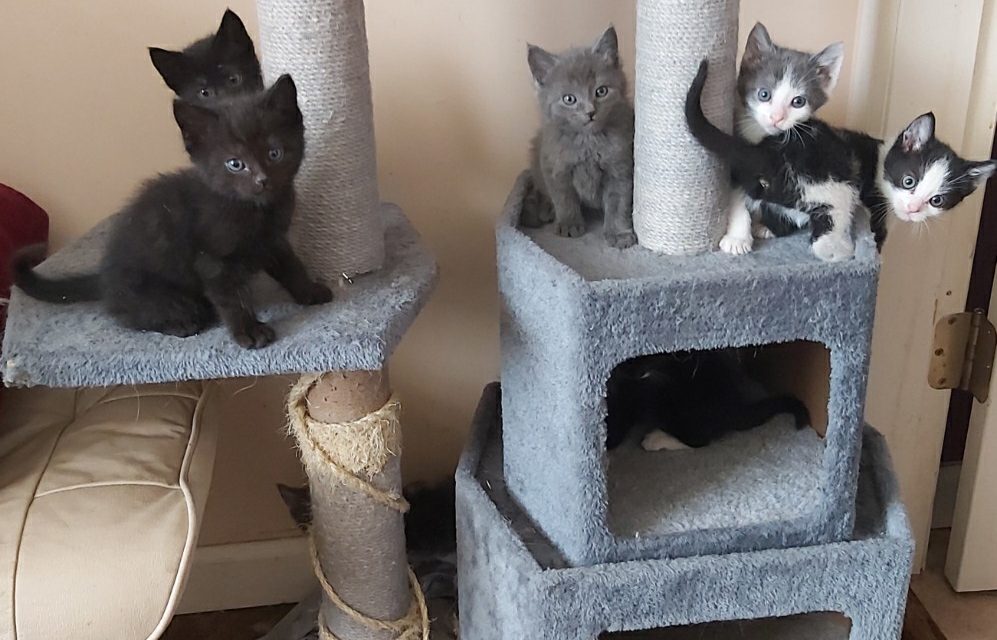 Oliver welcomes new cat rescue team