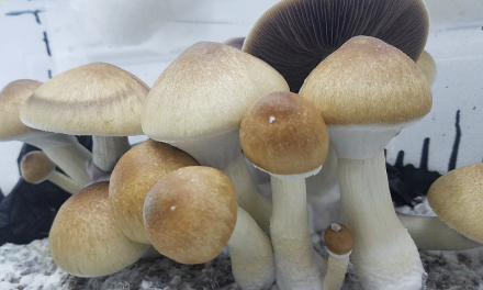 Local cannabis company hopes to grow psilocybin mushrooms