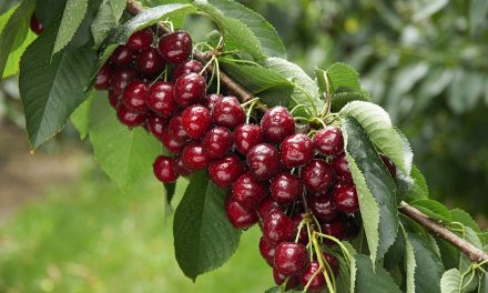 Cherry farms desperate for pickers