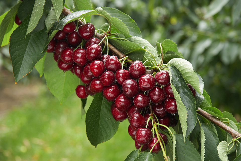 Cherry farms desperate for pickers TimesChronicle.ca