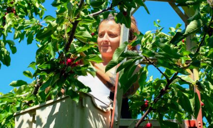 B.C. invests in work camps for fruit pickers