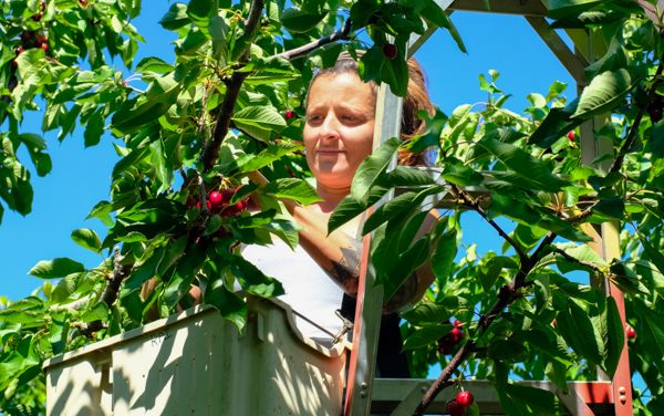B.C. invests in work camps for fruit pickers