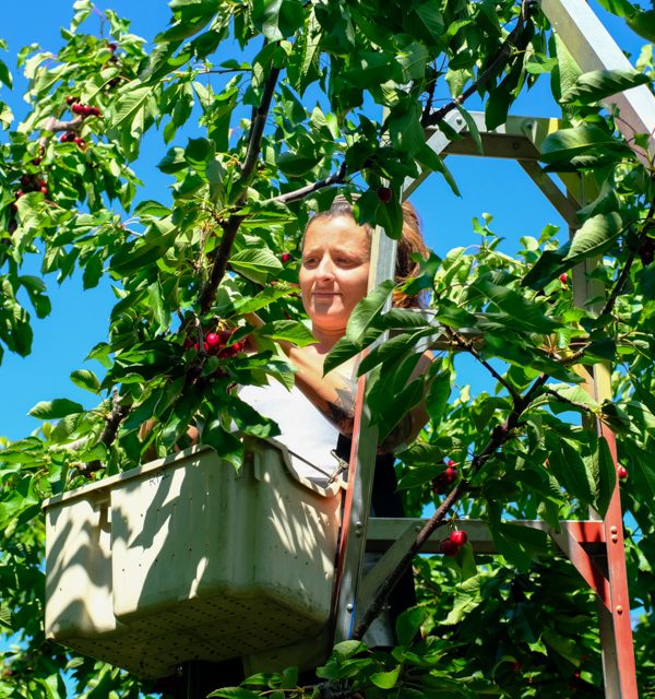 B.C. invests in work camps for fruit pickers