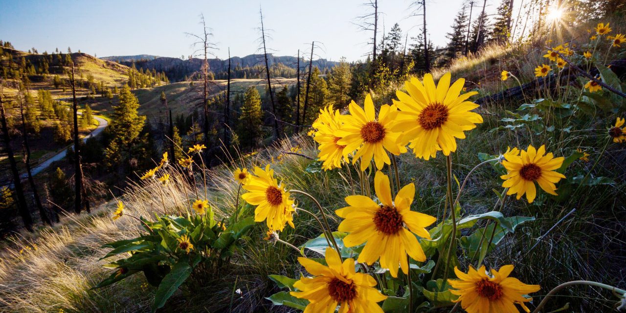 South Okanagan gains 151 acres of protected land for biodiversity