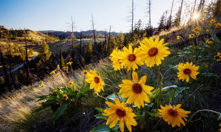 South Okanagan gains 151 acres of protected land for biodiversity