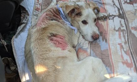 Dog recovering after burn injuries in Nk’Mip fire