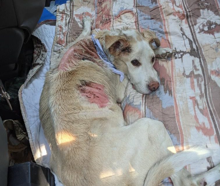 Dog recovering after burn injuries in Nk’Mip fire