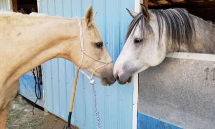 Desert Park houses menagerie of animals during wildfire