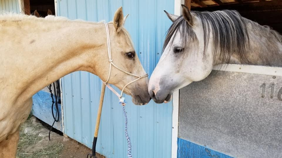Desert Park houses menagerie of animals during wildfire