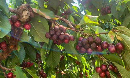 Heat wave causes major crop loss for cherry farmers