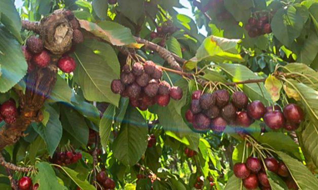 Heat wave causes major crop loss for cherry farmers