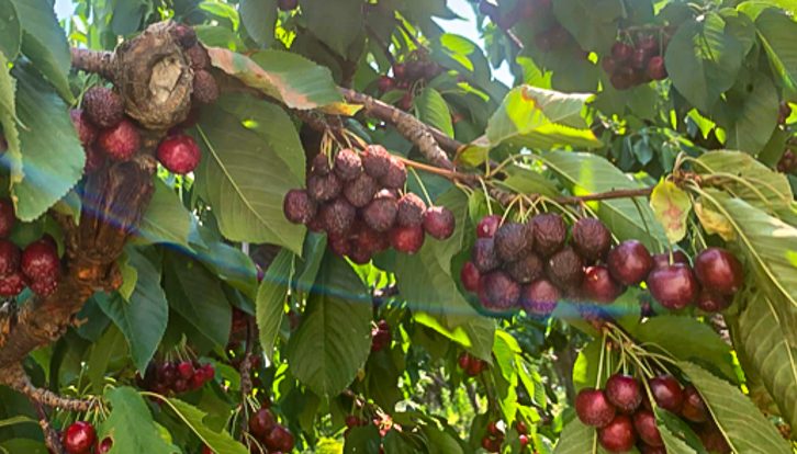 Heat wave causes major crop loss for cherry farmers
