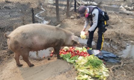 Local pig survives Nk’Mip wildfire