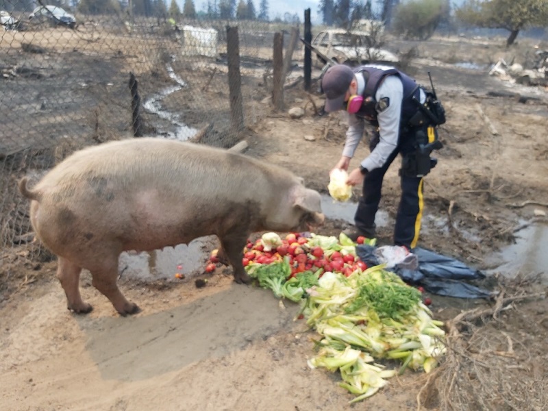 Local pig survives Nk’Mip wildfire