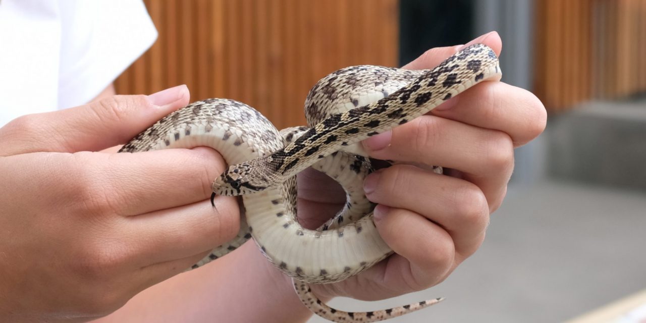 Nk’Mip Cultural Centre celebrates World Snake Day