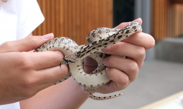 Nk’Mip Cultural Centre celebrates World Snake Day