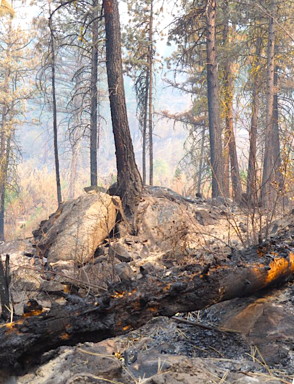 Anarchist still on guard but breathes sigh of relief TimesChronicle.ca
