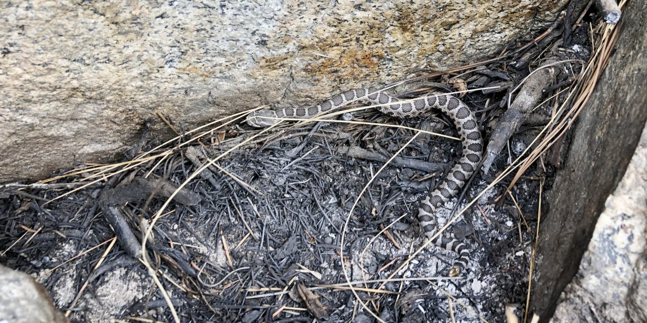 How wildfires impact our region’s rattlesnakes