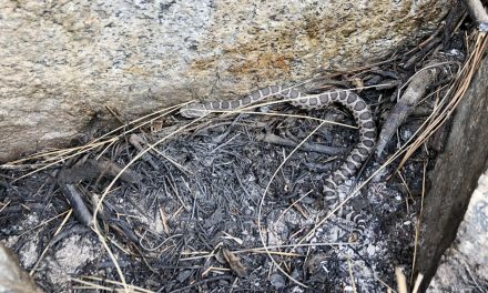 How wildfires impact our region’s rattlesnakes