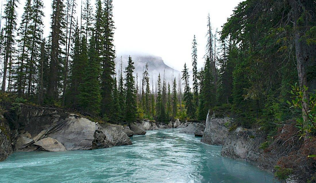 B.C. to reshape forestry with communities, First Nations in focus