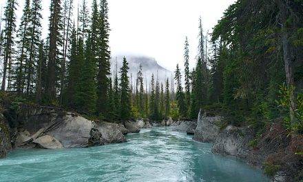 B.C. to reshape forestry with communities, First Nations in focus