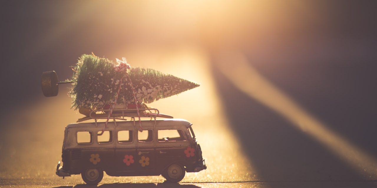 Consider cutting your own free Christmas tree this year