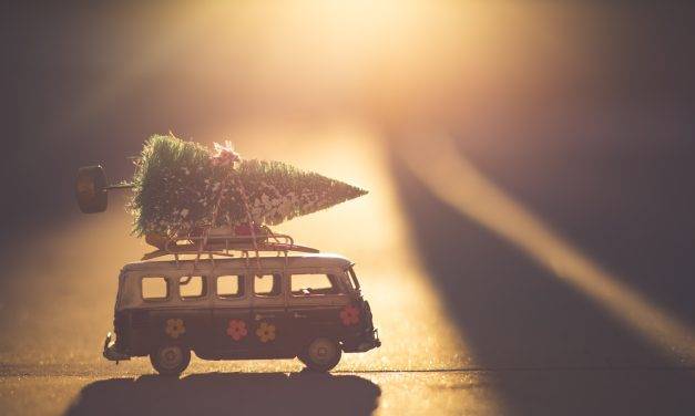 Consider cutting your own free Christmas tree this year