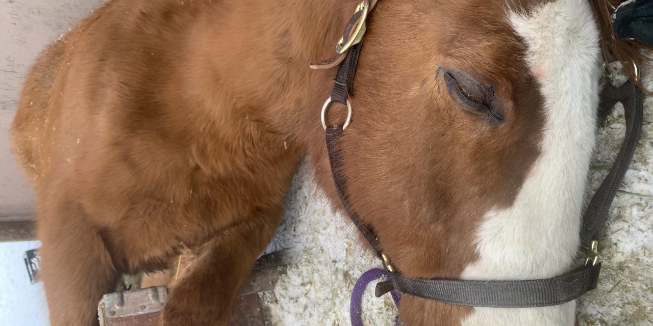 Dying horse rescued by firefighters