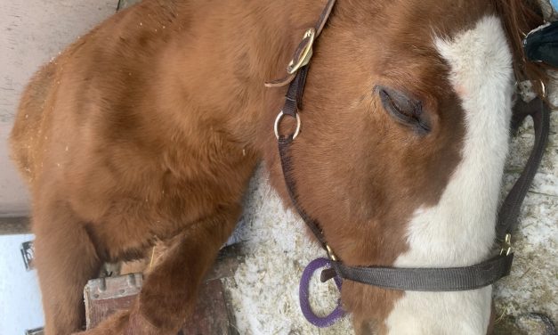 Dying horse rescued by firefighters