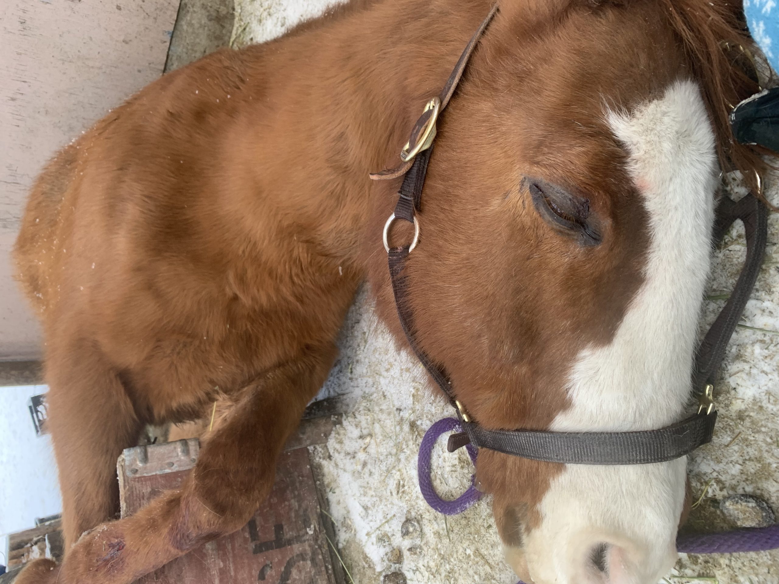 Dying horse rescued by firefighters TimesChronicle.ca