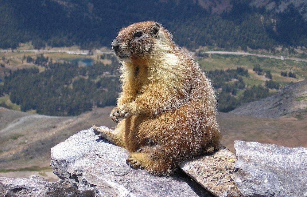 Six more weeks of winter says the groundhog consensus