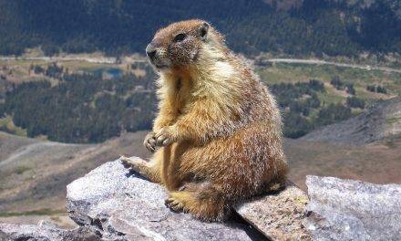 Six more weeks of winter says the groundhog consensus