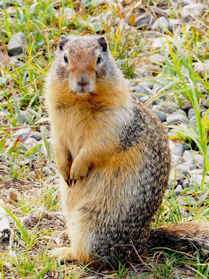 marmot
