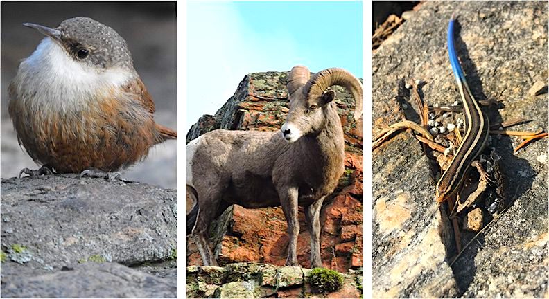 Skaha-Lake-Eastside-Lot-1- Left to right: Canyon Wren, Bighorn Sheep, Western Skink