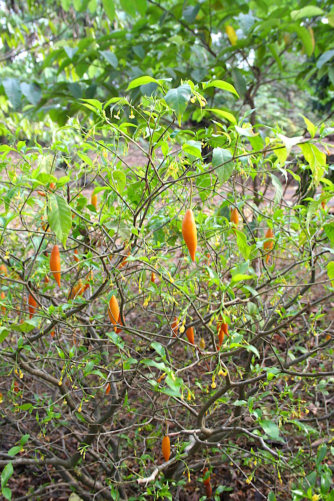 Tabernanthe_iboga ibogaine