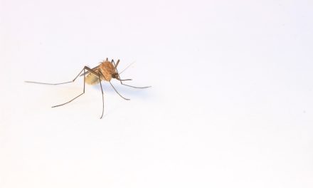 Buzz off, bugs