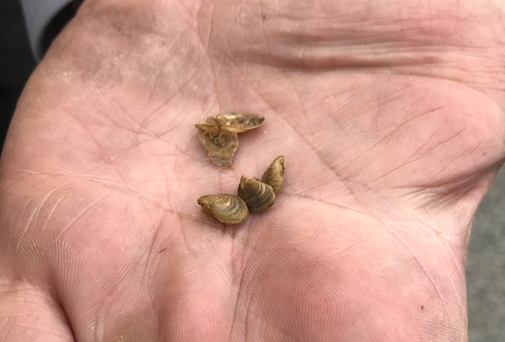 Invasive Mussel