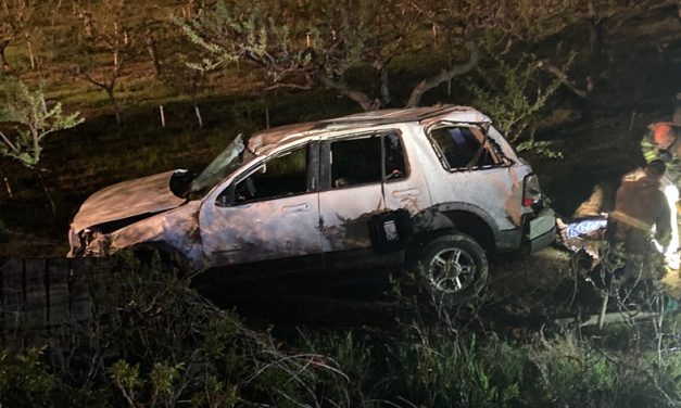 Driver and dog injured in rollover